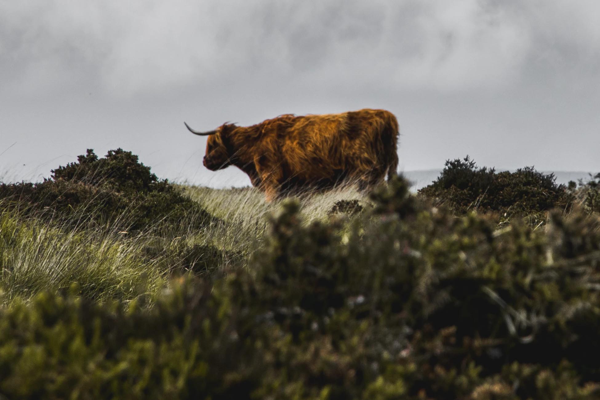 A highland cow is seen in the distance on a grassy hill with overcast grey sky